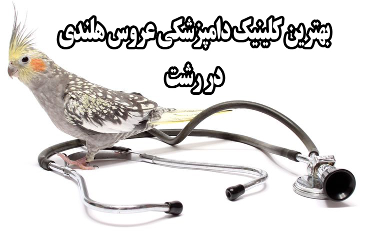 بهترین دامپزشکی عروس هلندی در رشت | هزینه‌ها، علائم بیماری و کلینیک‌ها